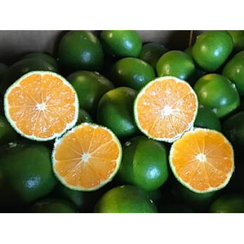 Satsuma