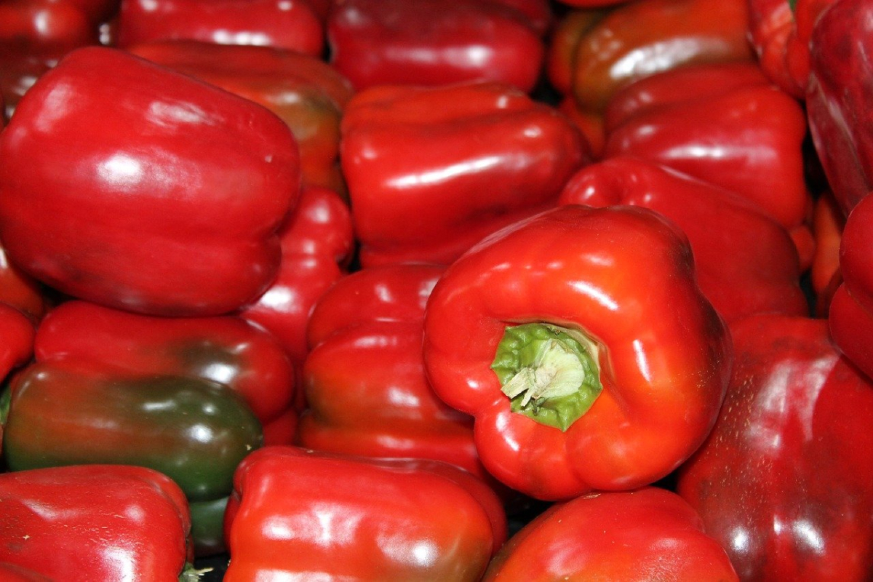 Paprika rot