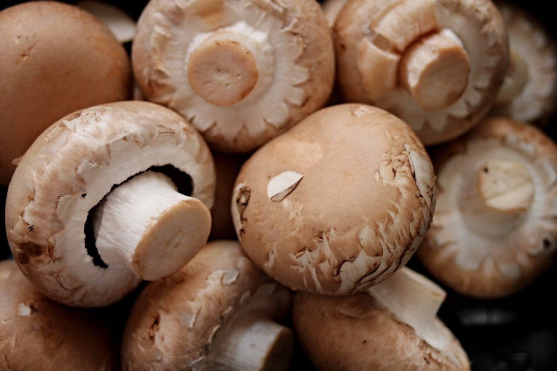 Champignons