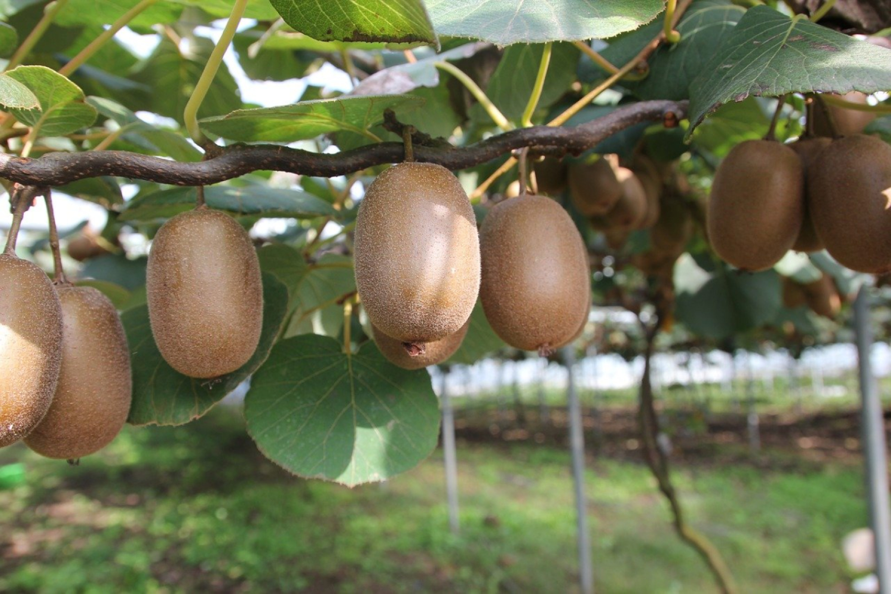 Kiwi Gold