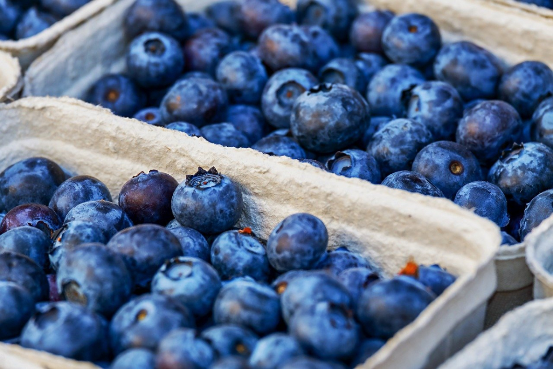 Heidelbeeren