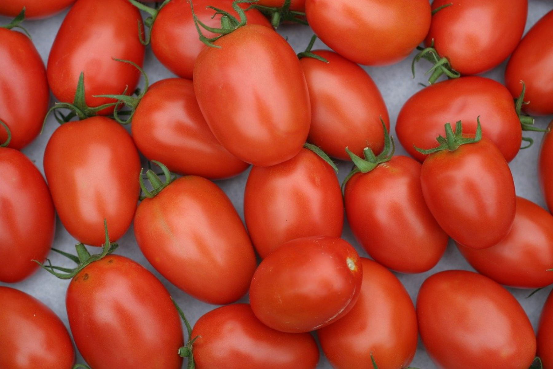 Roma Tomaten