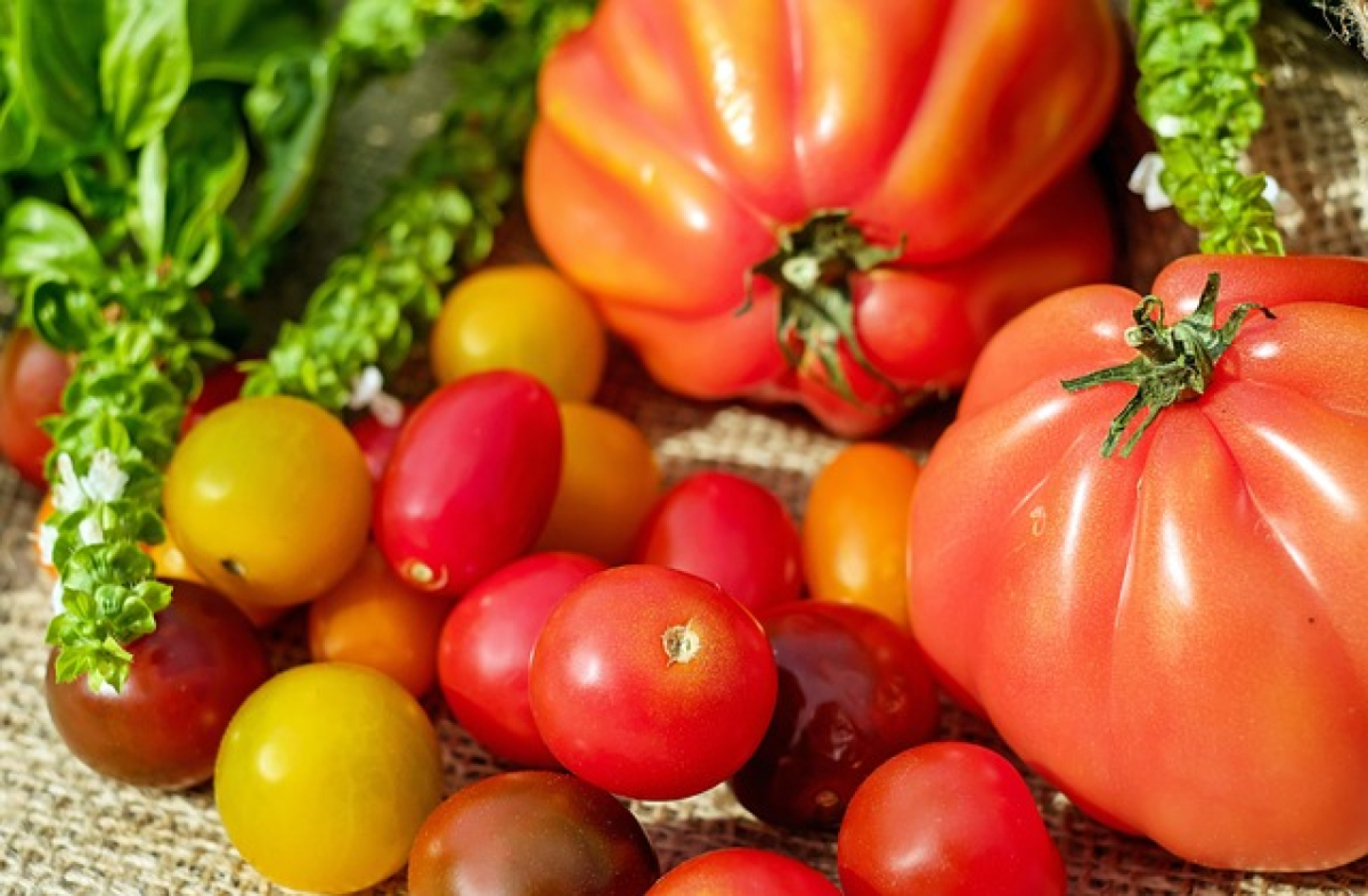Tomaten Mix 2 kg aus eigenem Bio-Anbau