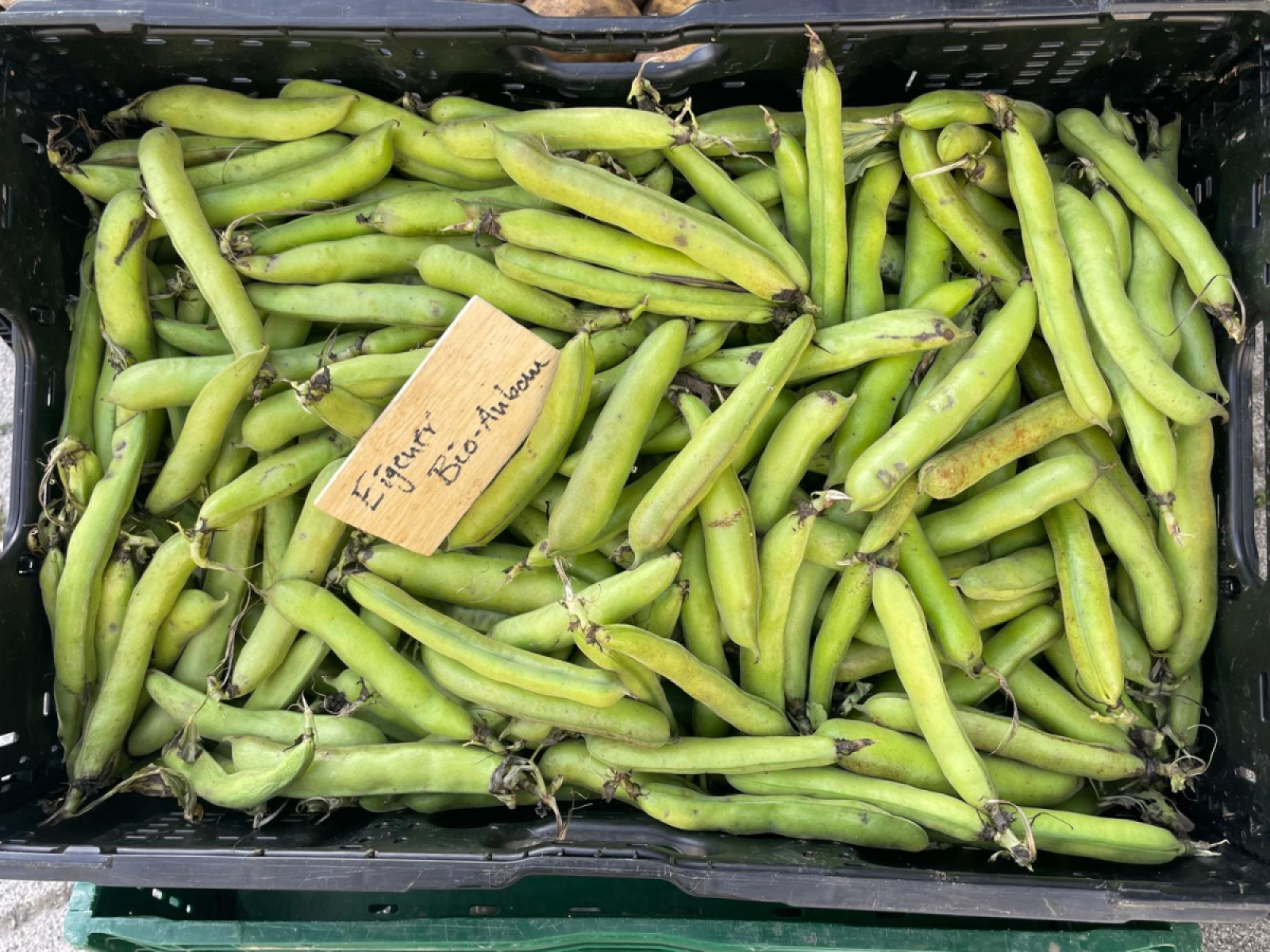 Dicke Bohnen aus eigenem Bio-Anbau