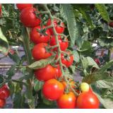 Jungpflanzen Cherry-Tomaten rot/rund (Auslieferung ab 01.05.2026)