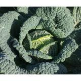 Jungpflanzen Wirsing (Auslieferung ab 01.05.2026)