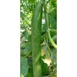 Jungpflanzen Gurken (Auslieferung ab 01.05.2026)