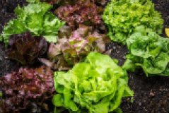 Salat versch. Sorten aus eigenem Bio-Anbau
