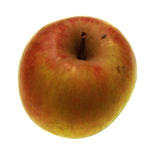 Apfel Boskoop