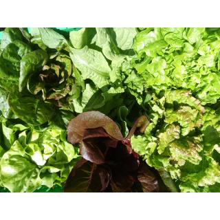 Salat versch. Sorten aus eigenem Bio-Anbau