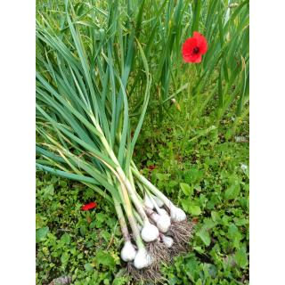 Knoblauch aus eigenem Bio-Anbau