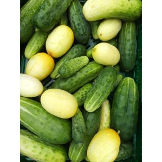 Snack Einlegegurke aus eigenem Bio-Anbau