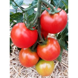 Rispentomate aus eigenem Bio-Anbau