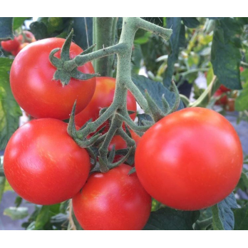 Jungpflanzen Tomaten rund (Auslieferung ab 01.05.2026)
