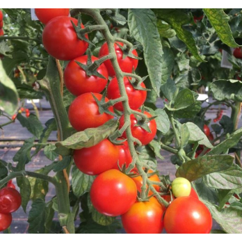 Jungpflanzen Cherry-Tomaten rot/rund (Auslieferung ab 01.05.2026)