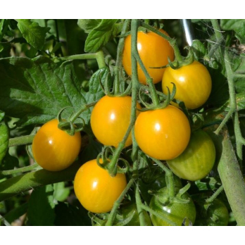 Jungpflanzen Cherry-Tomaten Sunviva gelb (Auslieferung ab 01.05.2026)