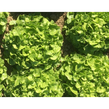 Jungpflanzen Eichblattsalat (Auslieferung ab 01.05.2026)