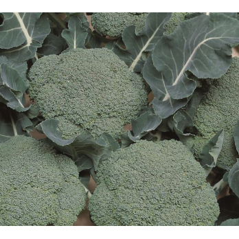 Jungpflanzen Brokkoli (Auslieferung ab 01.05.2026)