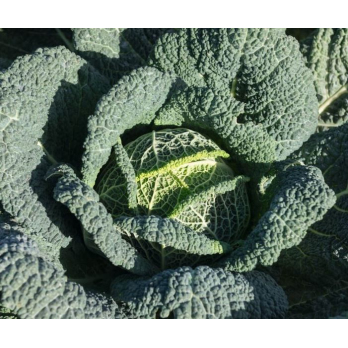 Jungpflanzen Wirsing (Auslieferung ab 01.05.2026)