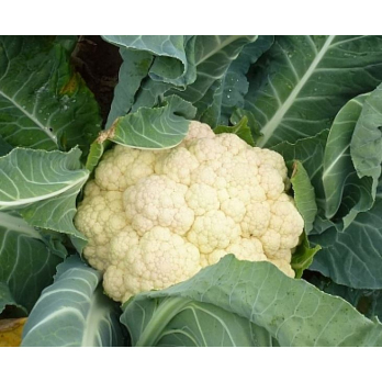 Jungpflanzen Blumenkohl (Auslieferung ab 01.05.2026)