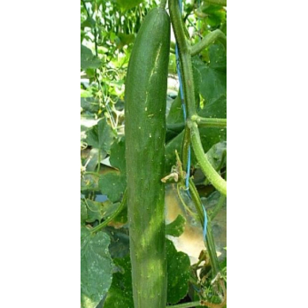 Jungpflanzen Gurken (Auslieferung ab 01.05.2026)