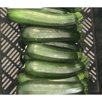 Jungpflanzen Zucchini grün (Auslieferung ab 01.05.2026)