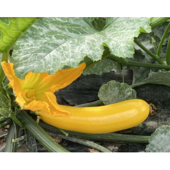 Jungpflanzen Zucchini gelb (Auslieferung ab 01.05.2026)