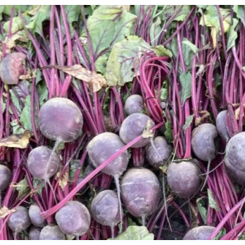 Jungpflanzen Rote Bete (Auslieferung ab 01.05.2026)