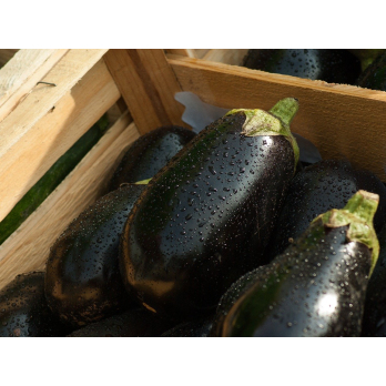 Aubergine