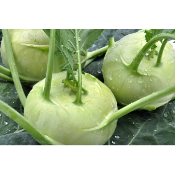 Kohlrabi aus eigenem Bio-Anbau