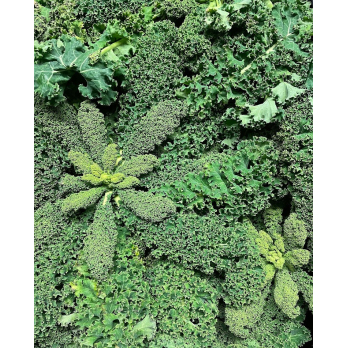 Grünkohl aus eigenem Bio-Anbau