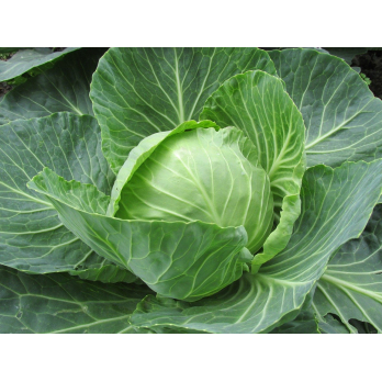 Weißkohl