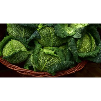 Wirsing aus eigenem Bio-Anbau