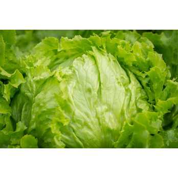 Eisbergsalat aus eigenem Bio-Anbau