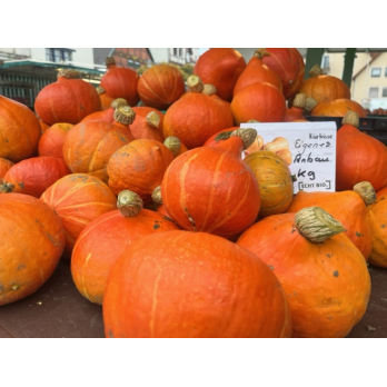 Hokkaido Kürbis aus eigenem Bio-Anbau