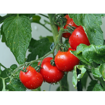 Strauchtomaten