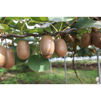 Kiwi Gold
