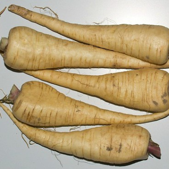Pastinaken