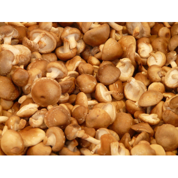 Shiitake Pilze