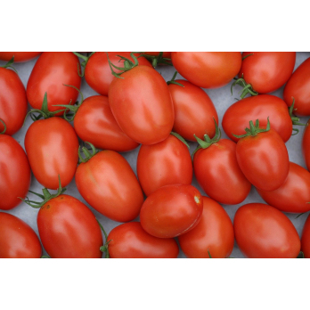 Roma Tomaten